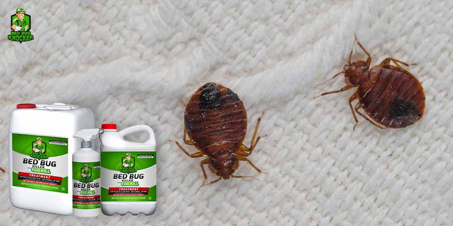 Kokie yra nepakeičiamų privalumai naudojant priemonę nuo lojimo vabzdžių Bed Bug Knocker?
