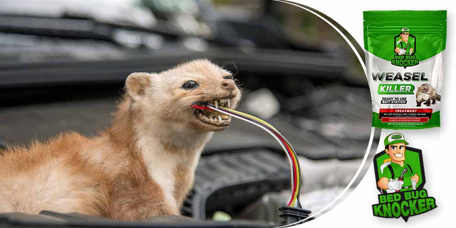 Vizliai dažnai nupjauna automobilių elektros laidus. Kaip galime veiksmingai užkirsti kelią šiai problemai?